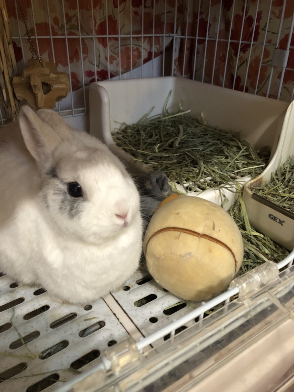 想像妊娠(うさぎ:ネザーランドドワーフ)Small Animal Life 想像妊娠(うさぎ:ネザーランドドワーフ)Small Animal Life