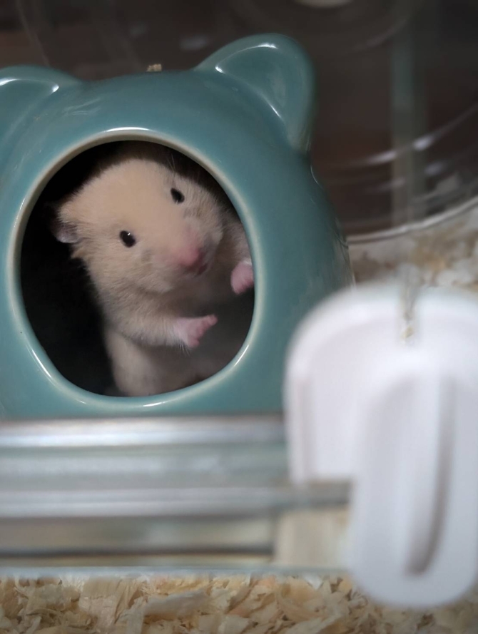 カプチーノ
