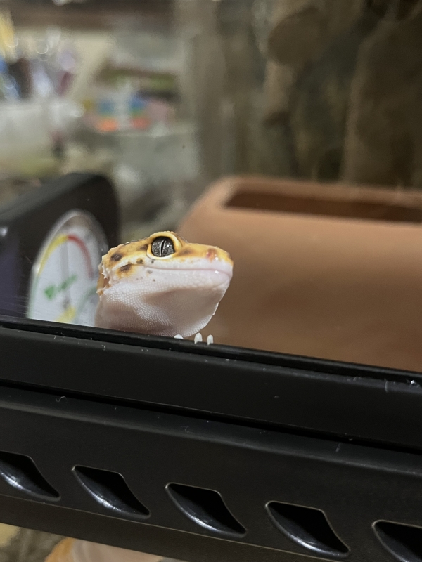 まだかな、まだかな