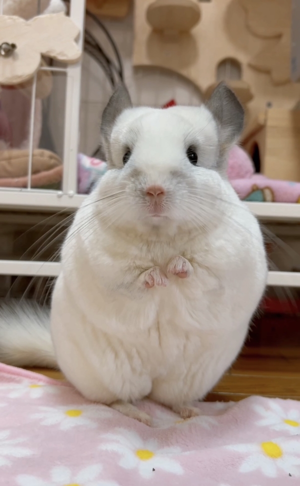 【か】ハンガー掛【チンチラブラウン】 か様専用】ハンガー掛【チンチラブラウン】 （チンチラ雑貨