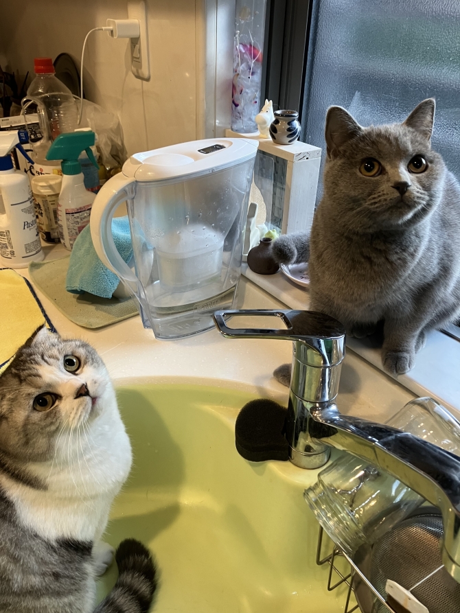 わさび＆うに