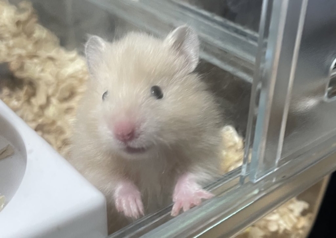 みそ