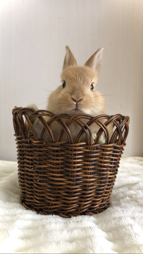 チョコ