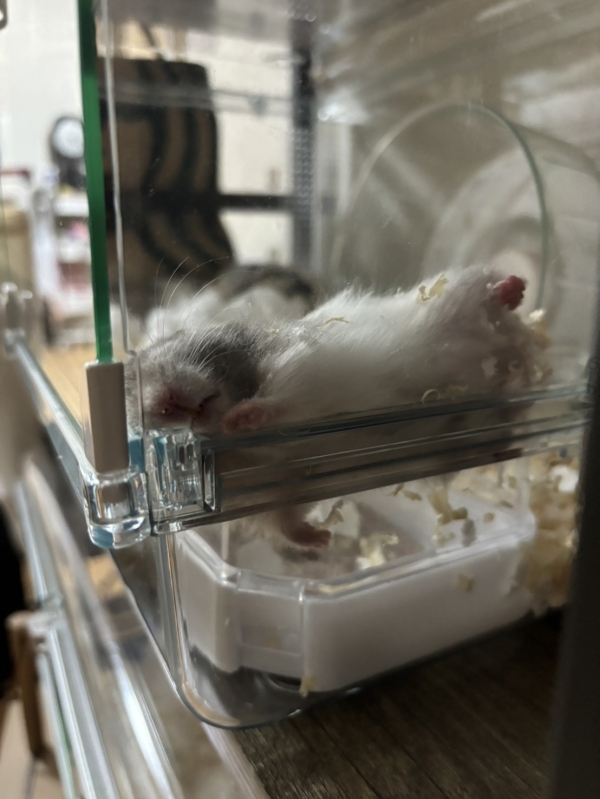 ヤンチャム