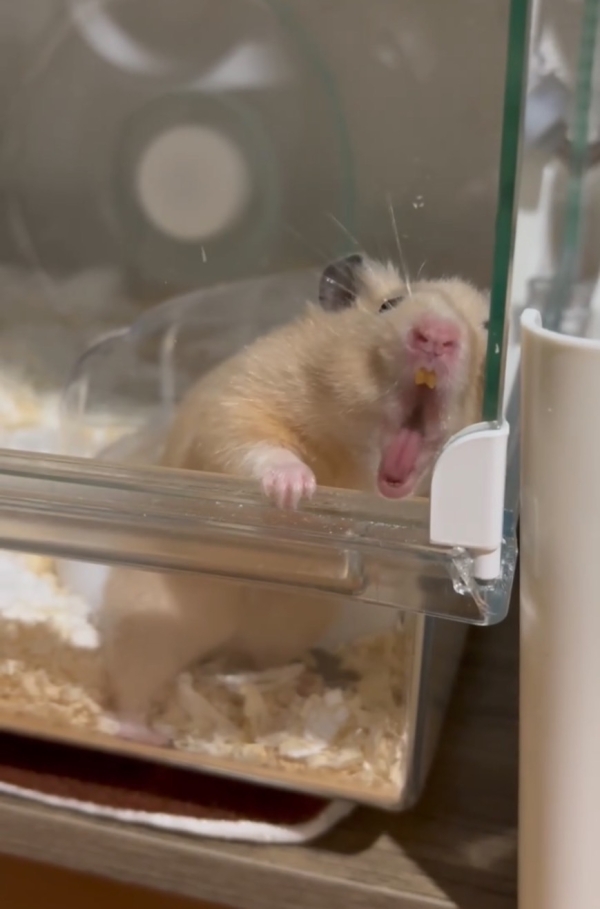 ヘムヘム