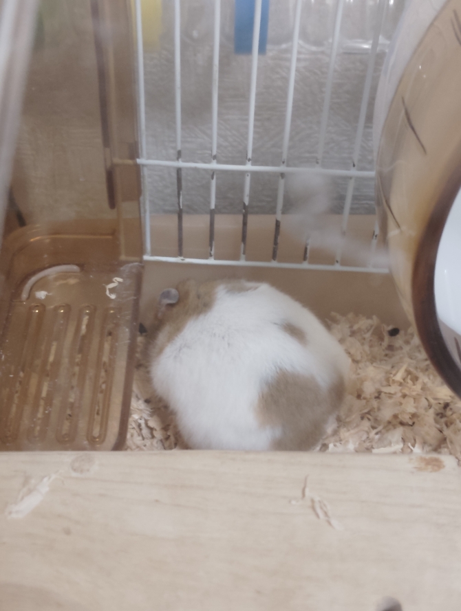 はな