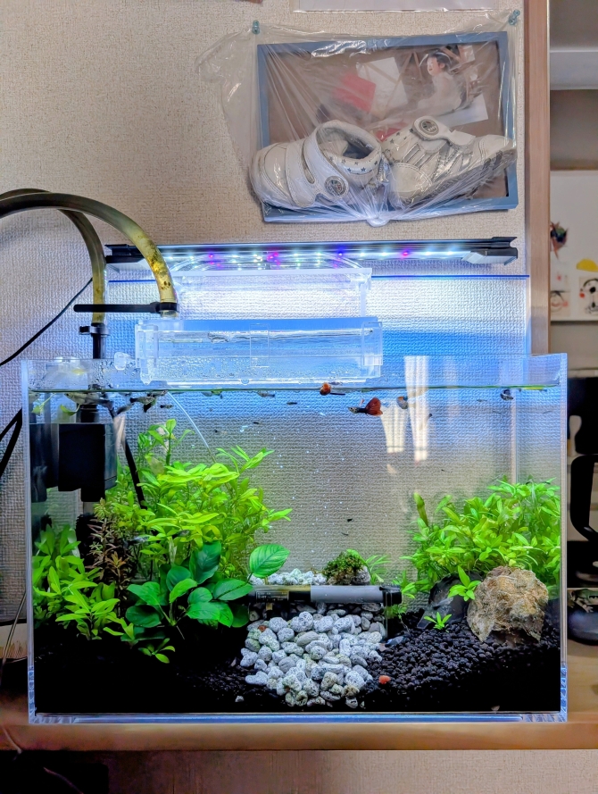 奥行き15cmの水槽