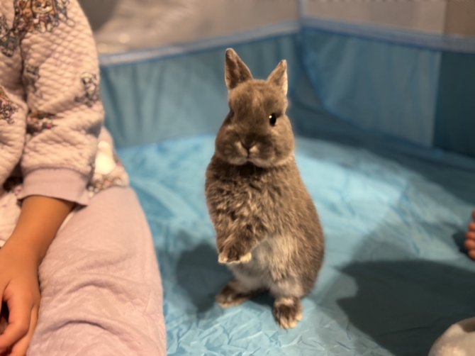 おもち