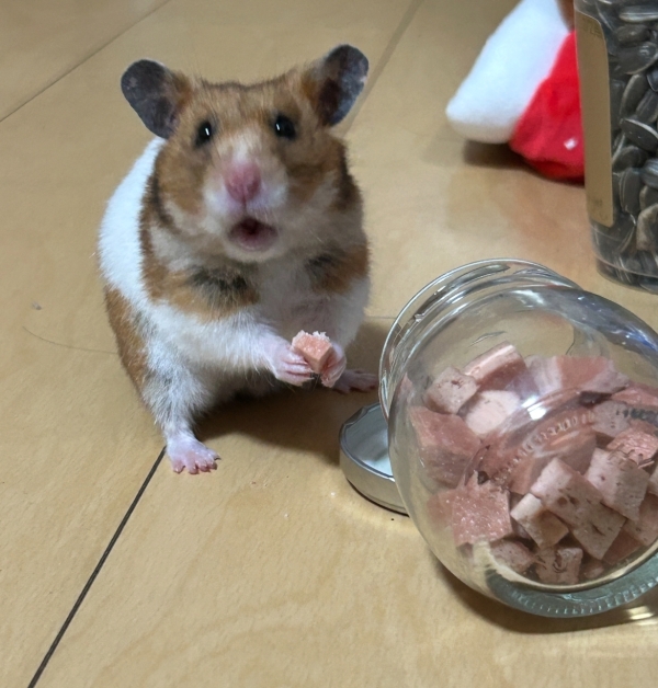 しふぉん