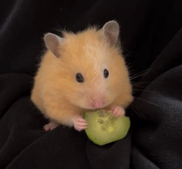 パム子