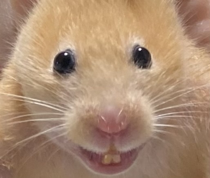 プリン
