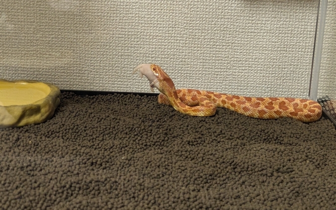 可愛い捕食シーン!