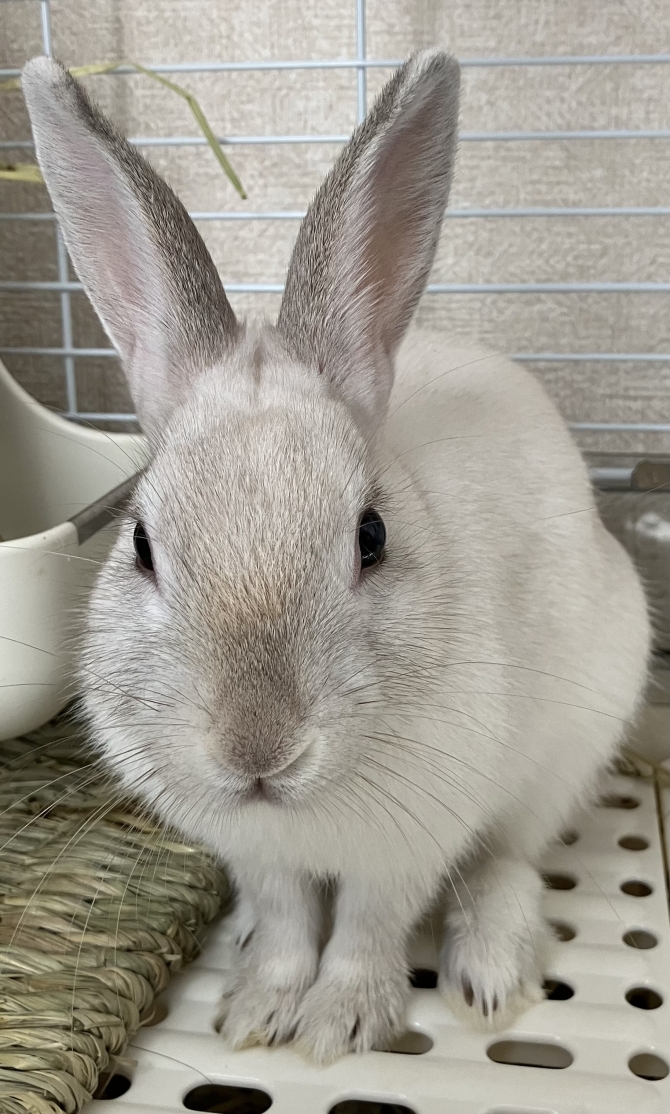 ベネ