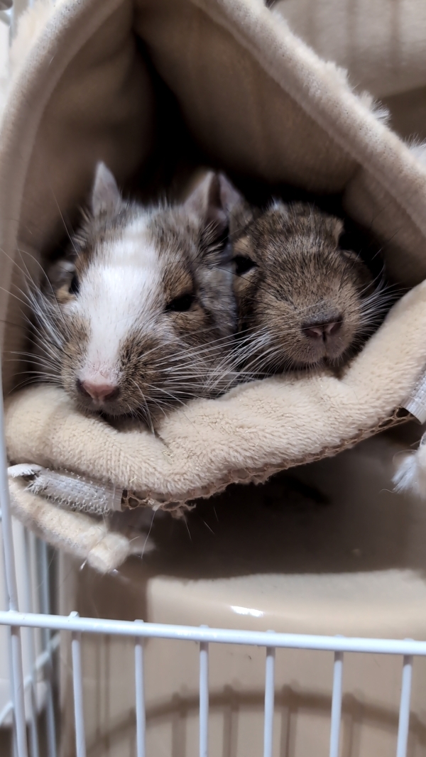 ぷりん＆ブラウニー