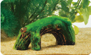 Drift wood S