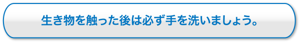 生き物を触った後は必ず手を洗いましょう。