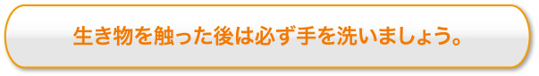 生き物を触った後は必ず手を洗いましょう。