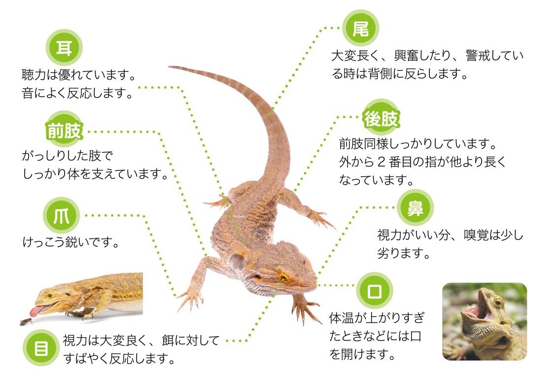 フトアゴヒゲトカゲとは 爬虫類 両生類 飼育用品 エキゾテラ ジェックス株式会社