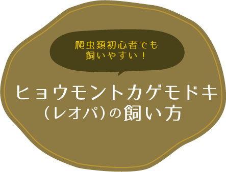 爬虫類初心者でも飼いやすい！ ヒョウモントカゲモドキ（レオパ）の飼い方