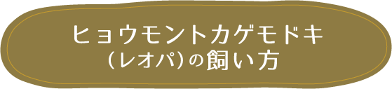 爬虫類初心者でも飼いやすい！ヒョウモントカゲモドキ（レオパ）の飼い方