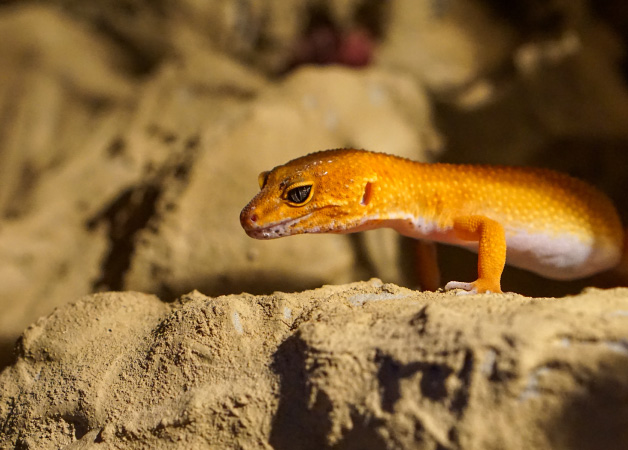 ヒョウモントカゲモドキ（レオパードゲッコー）の飼い方