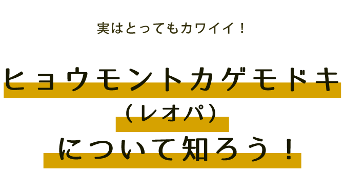 実はとってもカワイイ！ ヒョウモントカゲモドキ（レオパ）について知ろう！