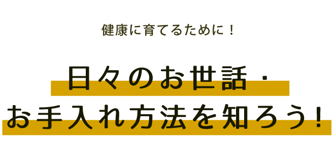 健康に育てるために！ 日々のお世話・お手入れ方法を知ろう！