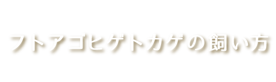 フトアゴヒゲトカゲの飼い方