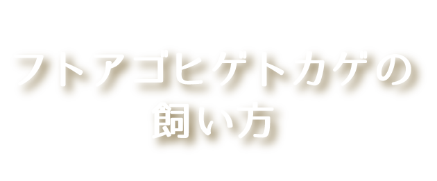 フトアゴヒゲトカゲの飼い方