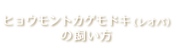 ヒョウモントカゲモドキ（レオパ）の飼い方