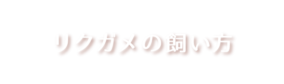 リクガメの飼い方