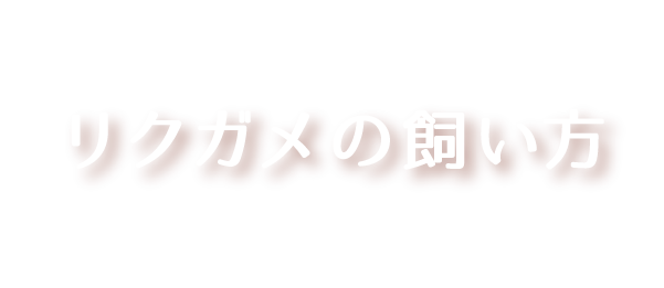 リクガメの飼い方