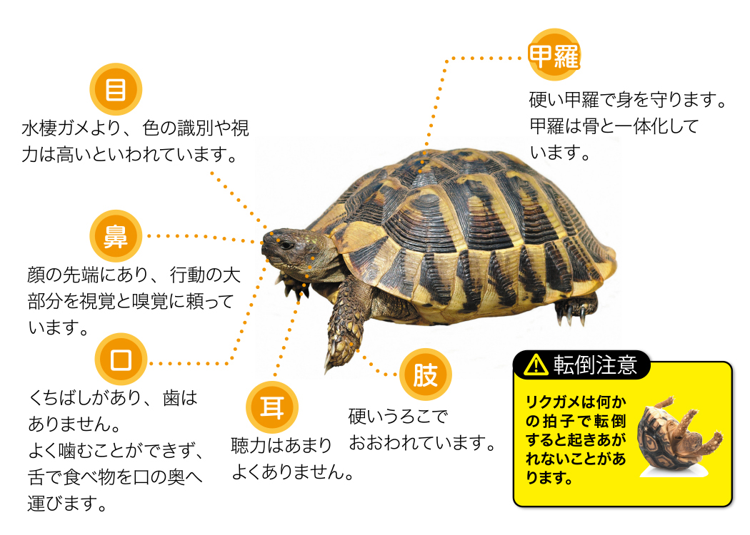 リクガメとは 爬虫類 両生類 飼育用品 エキゾテラ ジェックス株式会社