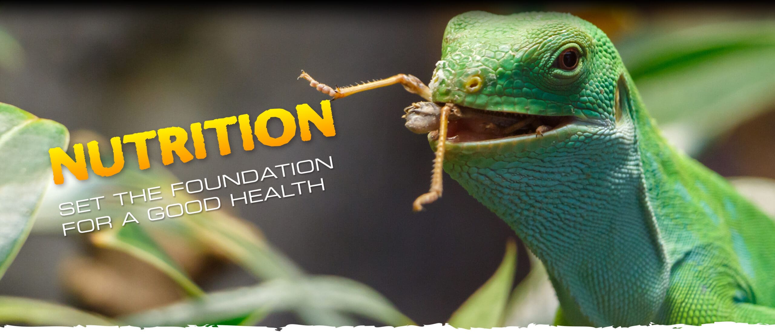 NUTRITION. SET THE FOUNDATION FOR A GOOD HEALTH.