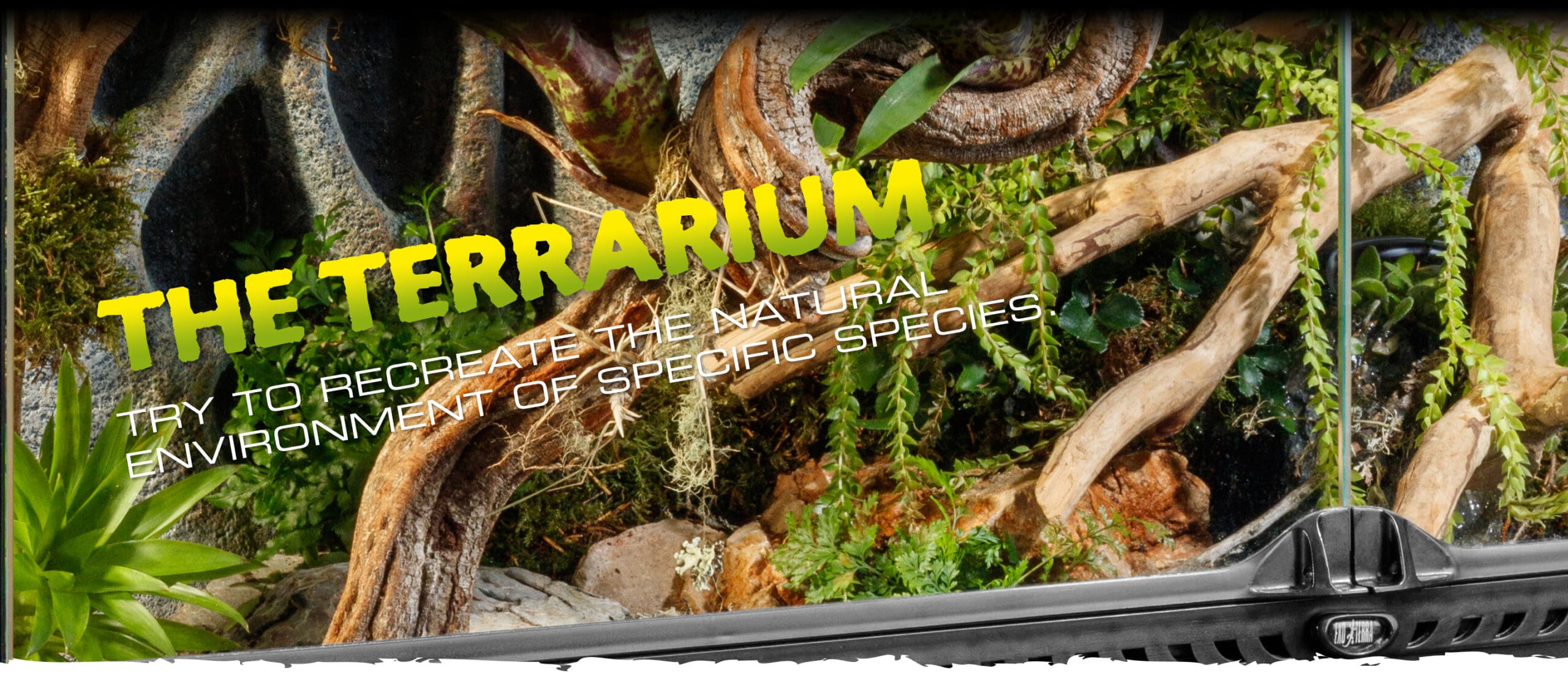 THE TERRARIUM. TRY TO RECREATE THE NATURAL ENVIRONMENT OF SPECIFIC SPECIES.