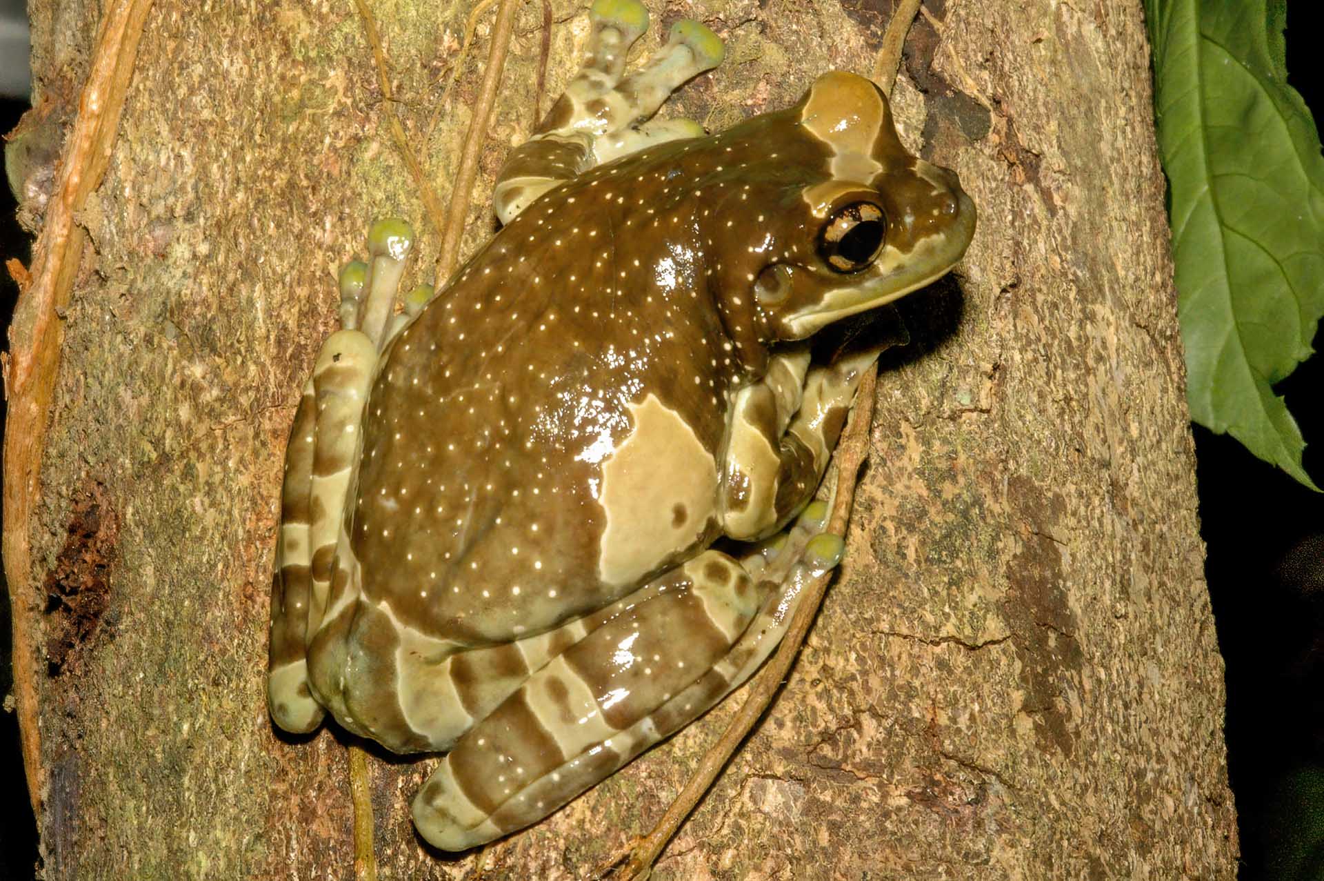 カエルのミクロハビタット（微小棲息環境）の種類