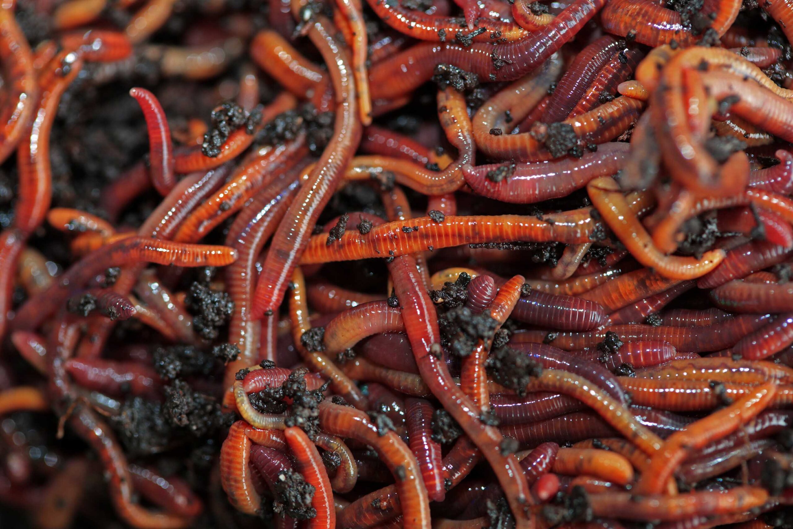 ミミズ(Earthworms)
