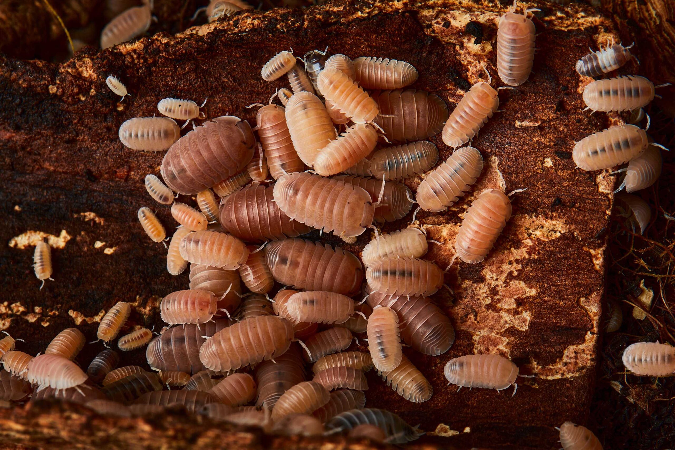 ワラジムシ(Isopods)