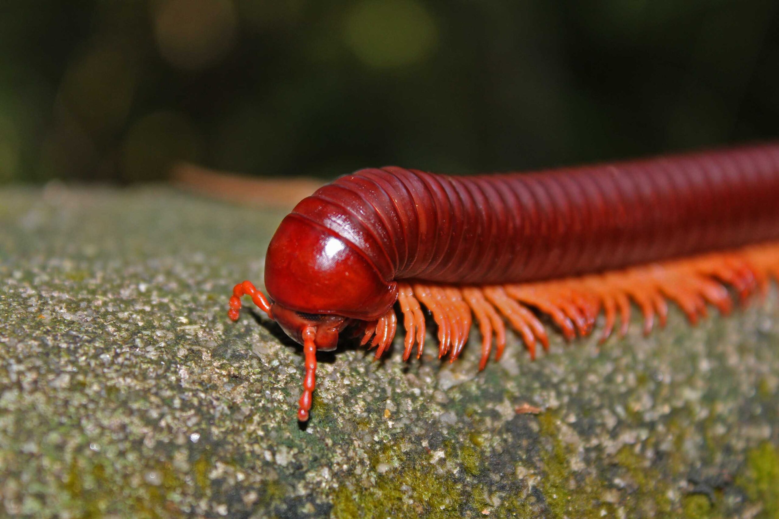 ヤスデ(Millipedes)