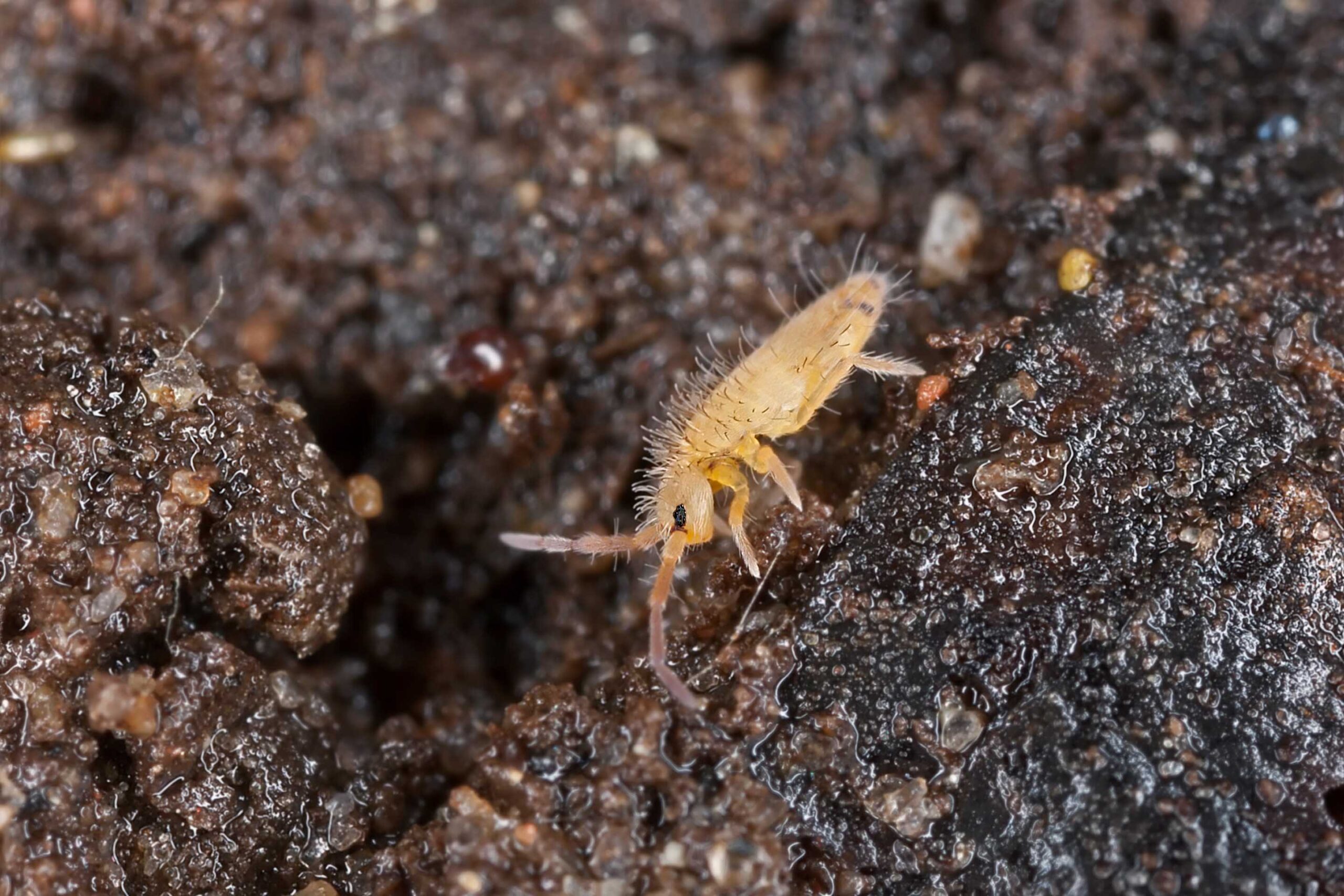 トビムシ(Springtails)