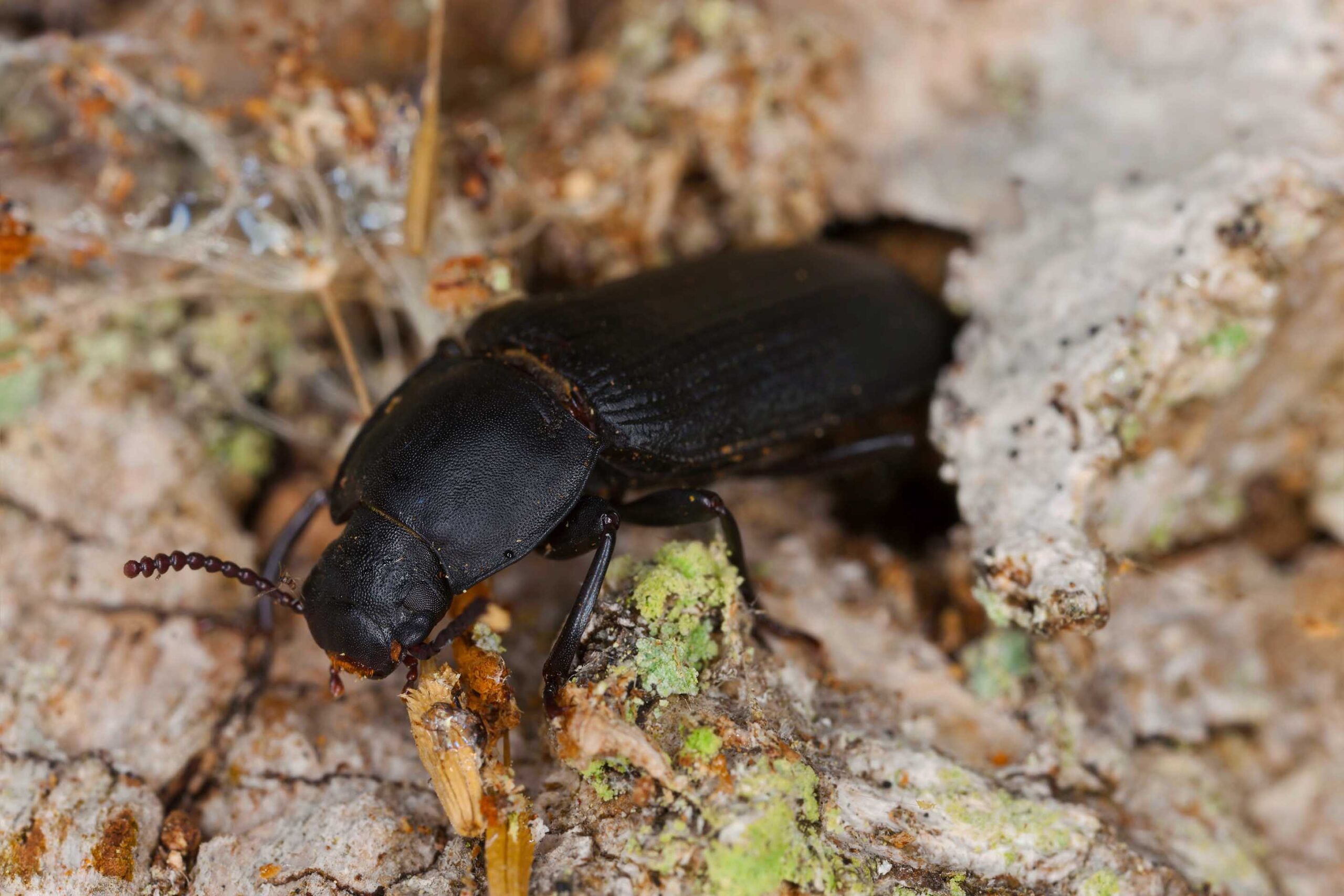 甲虫類(Beetles)