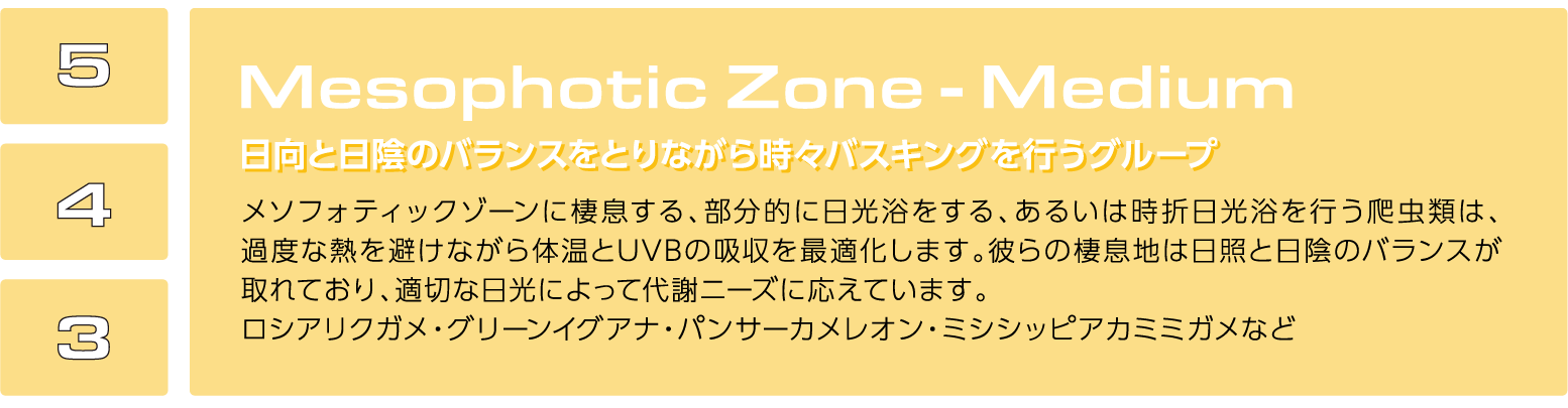 メソフォティックゾーン