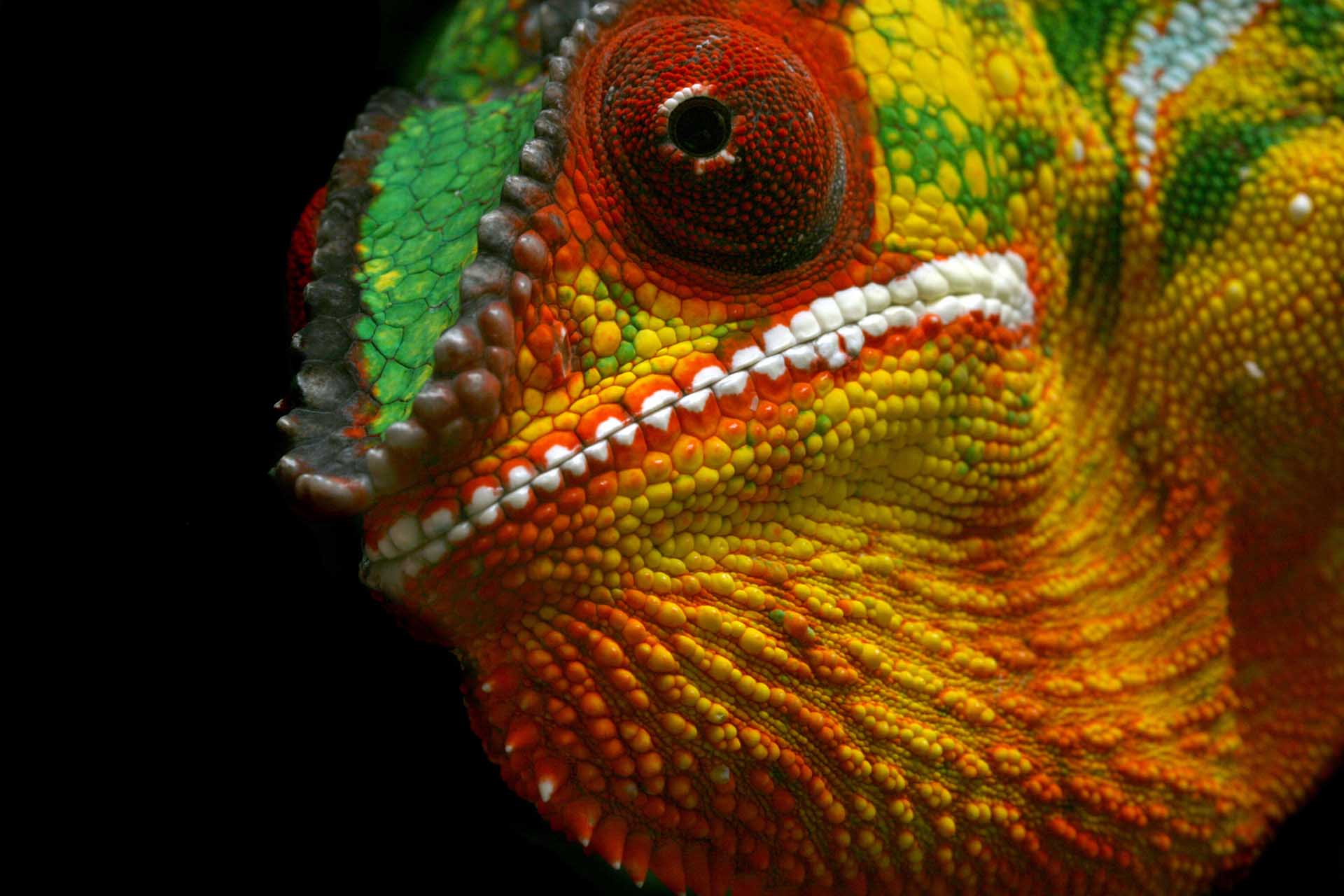 パンサーカメレオン(Furcifer pardalis)のクローズアップ写真 - 撮影:R. Lepp