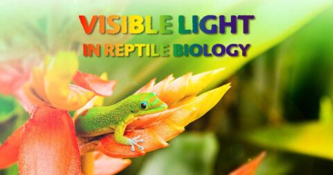 爬虫類の生物学における可視光線の役割
