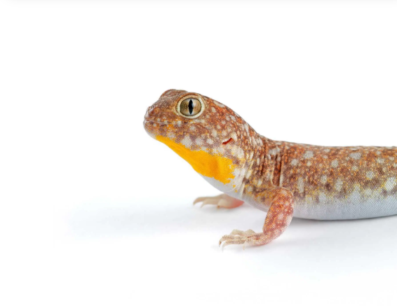 Barking-Gecko