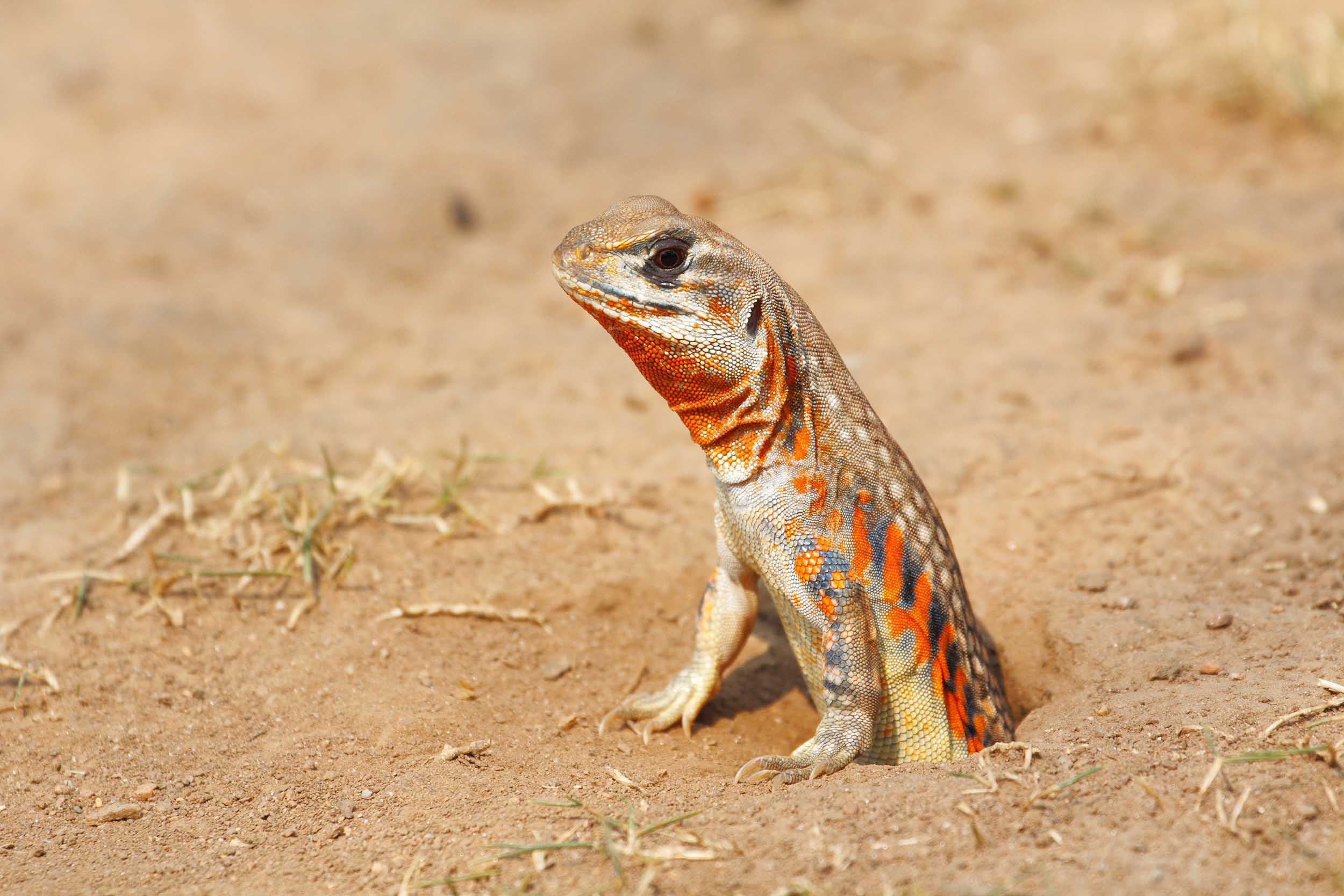 巣穴から出てきたバタフライアガマ(Leiolepis belliana ocellata)