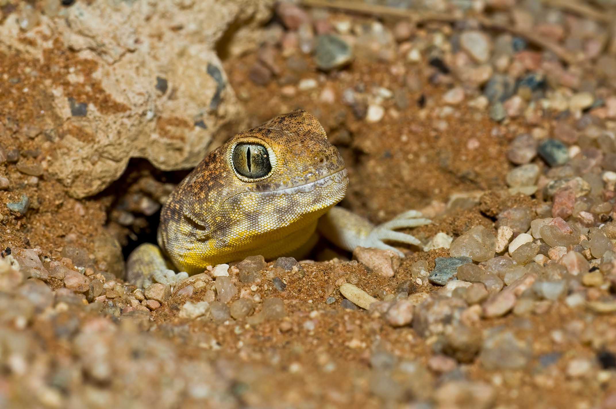 ホエヤモリとも呼ばれるコモンバーキングゲッコー(Ptenopus garrulus)は、広範囲にわたるトンネルを造ります。