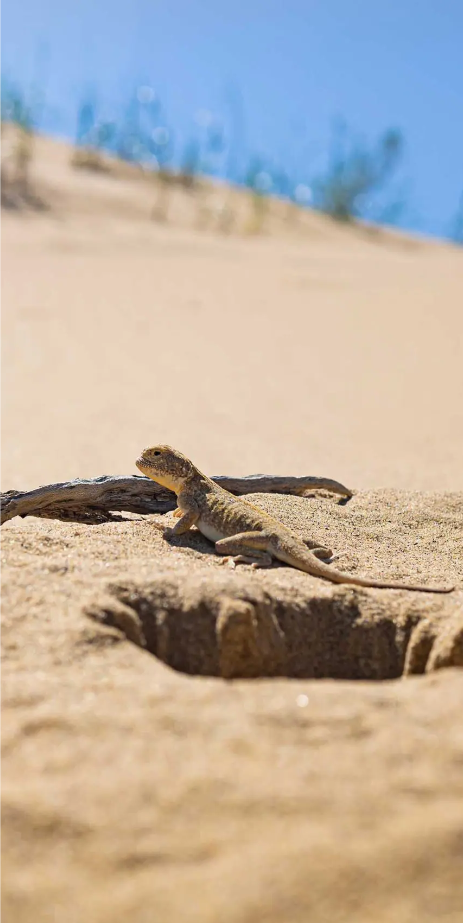 オオクチガマトカゲ(Phrynocephalus mystaceus)、ロシア、ダゲスタン共和国、サリクム砂丘の巣穴付近にて