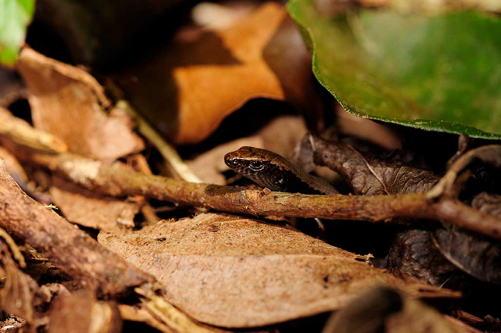 ニューカレドニア、落ち葉の裏に隠れるカレドニアトカゲモドキ