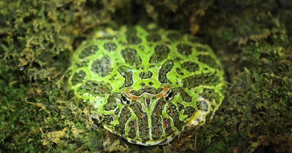 ベルツノガエル